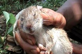 Penyakit kencing tikus atau nama sainsnya leptospirosis ialah penyakit berjangkit disebabkan bakteria leptospira yang disebarkan melalui haiwan. Gejala Dan Misteri Virus Hepatitis E Tikus Menulari Manusia Kesehatan