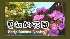 初夏花园欣赏2019 花园设计 杜鹃花鸢尾花丁香花蓝莓 园艺 garden tour early summer 2019 summer garden light box garden
