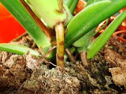 Check spelling or type a new query. Monstera Deliciosa Swiss Cheese Plant Hurricane Plant Guide Our House Plants