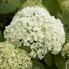 A wide variety of white hydrangea flowers options are available to you, such as wedding. Hydrangea Annabelle Pack Of Three Large Flowered Hydrangea Plants Special Deals Garden Plants