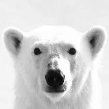 Polar Bear Icon Google Search Polar Bear Bear Polar