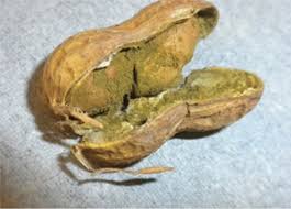 Aflatoxin b1 is a human carcinogen and may play a role in the etiology of human liver cancer as speculated by williams et al. Alimentation Attention Aux Aflatoxines Manationtogo