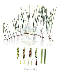 Image result for Zosteraceae