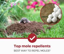 Do this continuously for a few days until the mole disappears. Top 4 Best Mole Repellents 2021 Review Pest Strategies