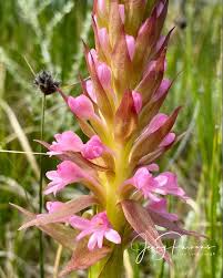 Image result for Satyrium hallackii
