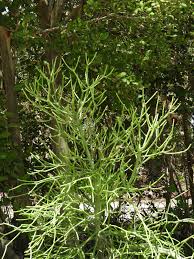 Image result for Euphorbia tirucalli