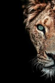 Lion Wallpapers Wild Animal Wallpaper Wild Animals Pictures Wild Animals Photography