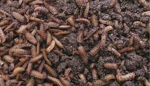 If you're worried about the. Maggots In Compost Identification Prevention Solutions Whyfarmit Com