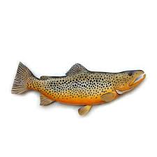 Brown Trout 28 Wooden Fish Carving Fishing Decor Etsy Fish Wood Carving Brown Trout Fishing Decor