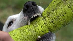Maybe you would like to learn more about one of these? 10 Arti Mimpi Digigit Anjing Bisa Jadi Pertanda Buruk Orami