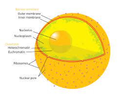 The nuclear membrane, also known as the nuclear envelope, surrounds every nucleus found in animal cells. Nuclear Envelope Wikipedia