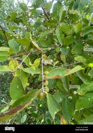 Image result for Bridelia mollis