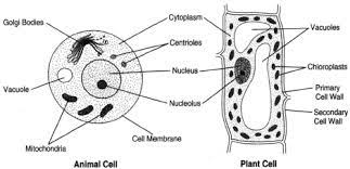 Biology class 8 diagram of animal cell. Notes Of Ch 8 Cell Structure And Functions Class 8th Science
