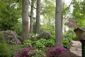 Best flowering plants for shaded areas. Finding The Best Plants To Grow In The Shade
