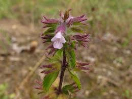 Image result for Stachys aculeolata