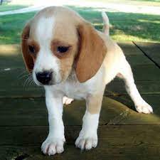Pin By Ashleigh Hancock On Animal Love Pocket Beagle Cute Beagles Beagle Puppy