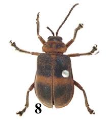 Image result for Chorisochora transvaalensis