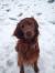 A Dog S Purpose Red Retriever