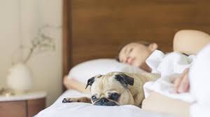 Bestelle hochwertige betten einfach online bei fashion for home und lasse sie dir bequem versandkostenfrei bis ins schlafzimmer liefern! Mit Dem Hund In Einem Bett Schlafen Es Gibt Jede Menge Grunde Dafur Stern De