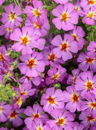 Image result for Jamesbrittenia