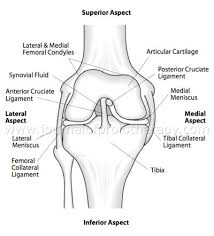 Prolotherapy Meniscal Pathology Research