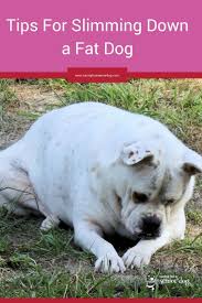 Find out how to prevent obesity in dogs. Pin On Dog Health Care Advice