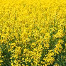 The same god who knows every detail. Yellow Mustard Seeds For Your Garden