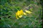 Image result for Crotalaria laburnifolia