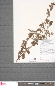 Image result for Melastomastrum segregatum