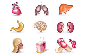 human organs free vector download it now