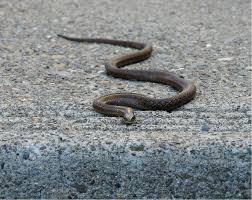 Check spelling or type a new query. Sssssssnakes In The Garden Bygl