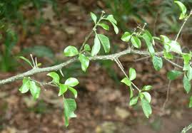 Image result for Balanites maughamii