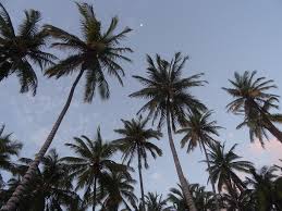 1,191 likes · 51 talking about this. Palm Trees Garden Tree Free Photo On Pixabay