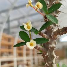 Image result for Euphorbia pfeilii