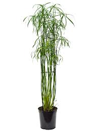 Image result for Cyperus tomaiophyllus