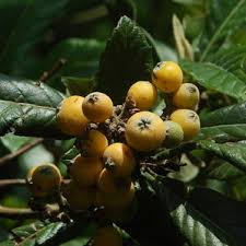 ビワの木がかかりやすい病気は 初心者の果樹栽培 庭植え鉢植えで大収穫