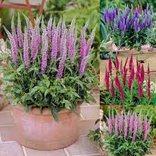 Pure white spikes are very pleasing against the light green foliage. Buy Veronica Spicata Collection J Parker Dutch Bulbs
