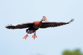 Black Bellied Whistling Duck Fly By Oc 2048 X 1365 Http Ift Tt 2xvj6nf Animal Photo Animals Birds Painting