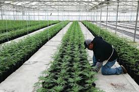 Maybe you would like to learn more about one of these? Organigram Holdings Announces An Investment Of C 15 For A Chocolate Production Facility