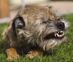 Maybe you would like to learn more about one of these? Kennel Cough 101 Learn About Prevention Symptoms And Treatment