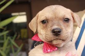 Shyla is ready for a family of her own! 6 months old half German shepherd  half black lab! She is a total sweetheart, good with dogs cats and kids.  She can be