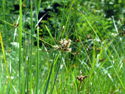 Image result for Bolboschoenus