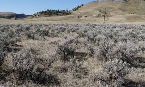 Some of the indigenous names for san pedro are: Ecological Site Ex043b23a122