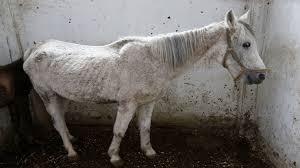 كارين آخر الخيول العربية النادرة في سورية