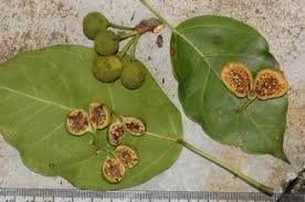 Image result for Ficus ottoniifolia