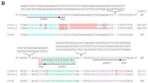 Image result for Aeschynomene pawekiae