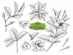 Magnolia Leaf And Flower Drawings Flower Drawing Floral Botany Magnolia Flower