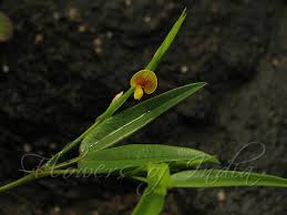 Image result for Zornia