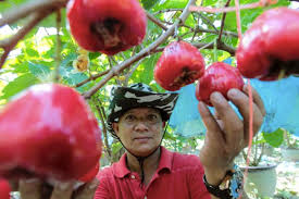 Vlog tanam pokok buah tin dalam polibag. Tabulampot Wujud Dusun Keliling Rumah