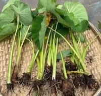 I achieved success in growing taro for the first time and ...